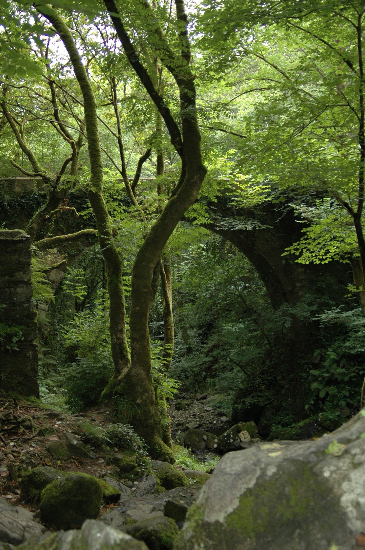 Fragas do Eume. El bosque atlántico de Europa