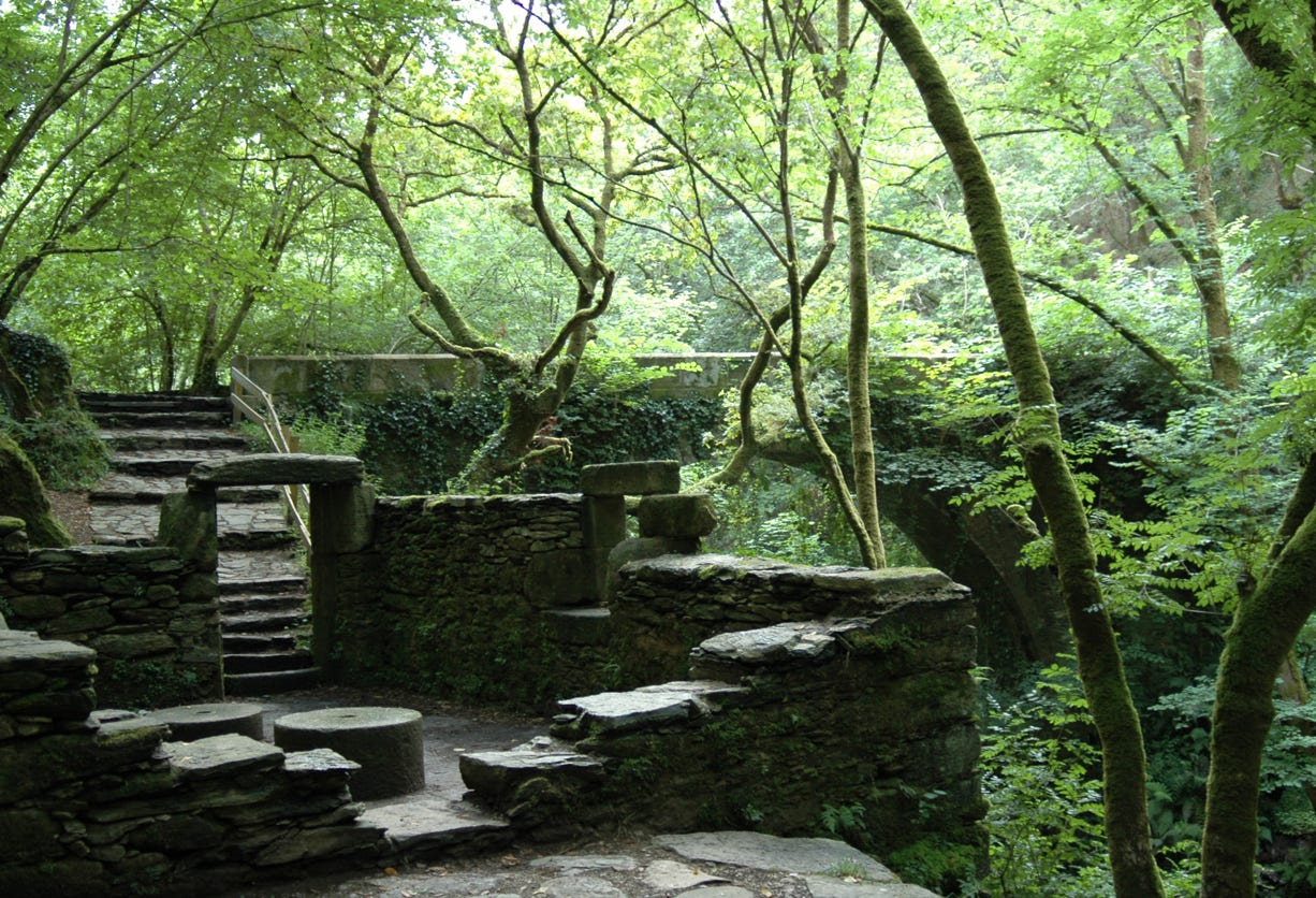 Fragas do Eume. El bosque atlántico de Europa
